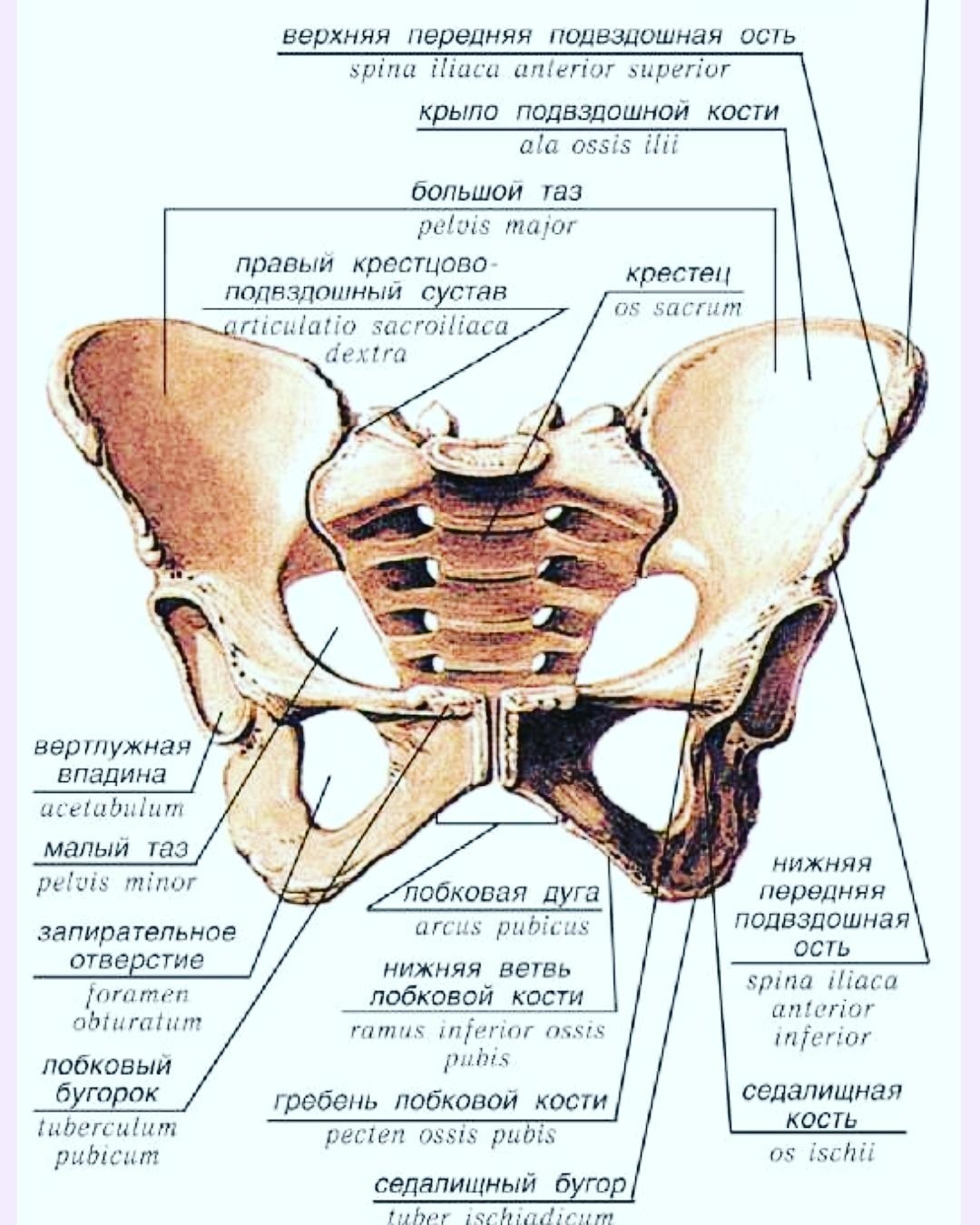 Кости таза строение соединение. Строение скелета таза человека. Строение таза вид спереди. Анатомическое строение костей таза.