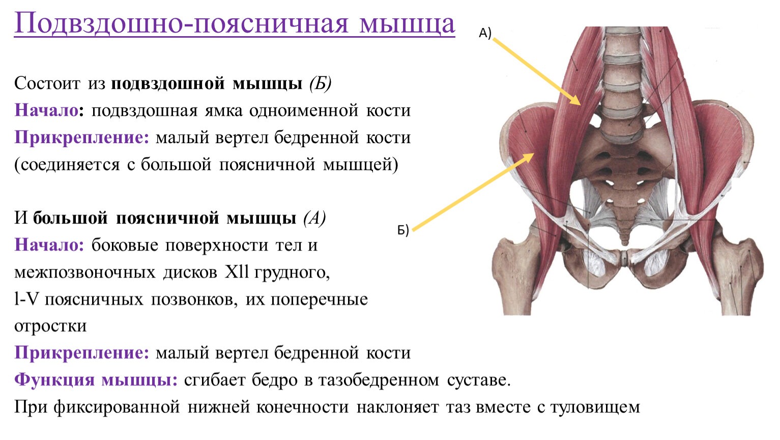 Широкие кости таза в порно - фото секс и порно XNXXphoto.org