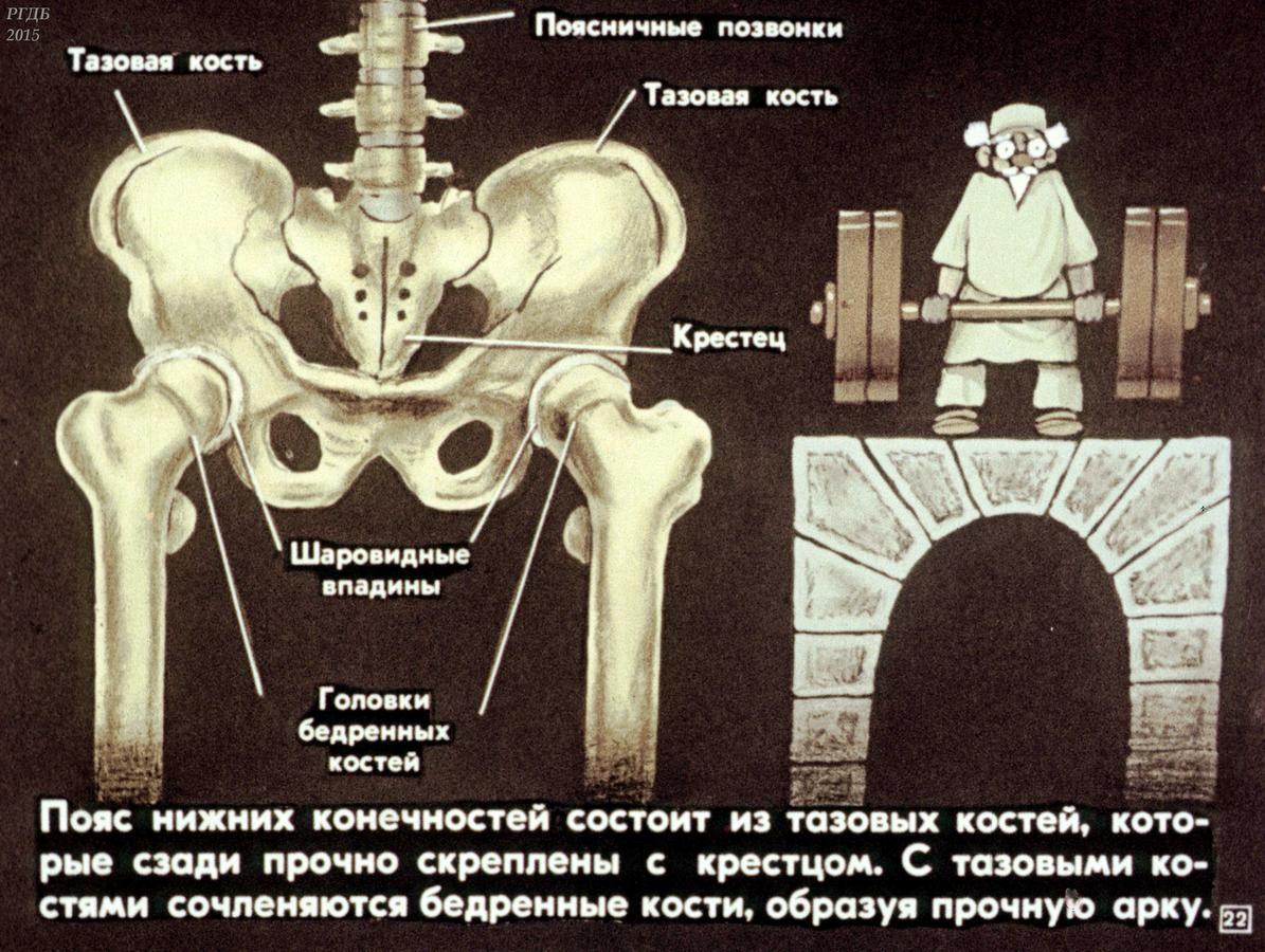 Широкие кости таза в порно - фото секс и порно XNXXphoto.org