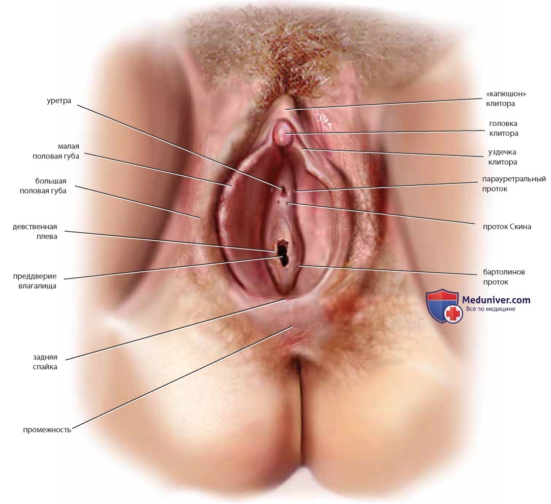 Женские половые органы крупным планом соска ласкает соски трахает бритую киску страпоном