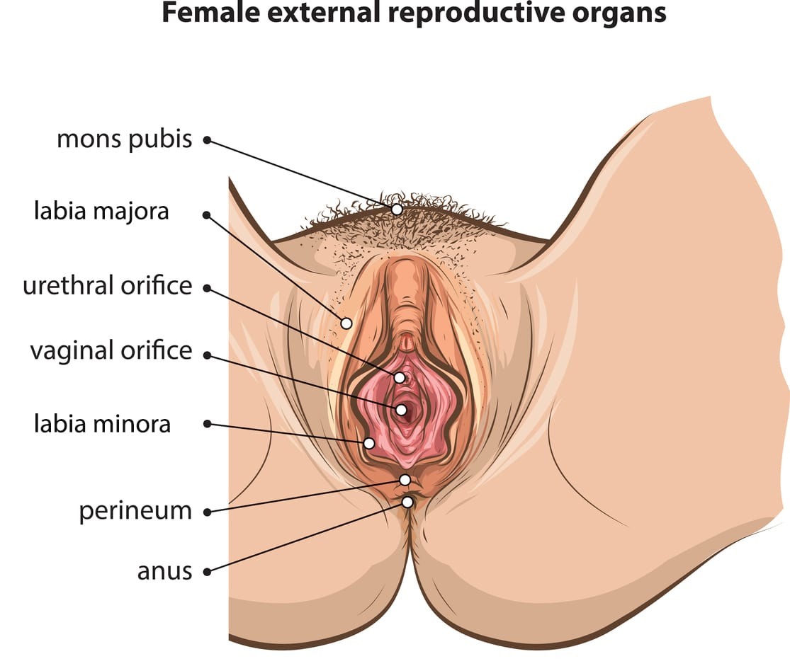 Красивые женские гениталии (58 фото)